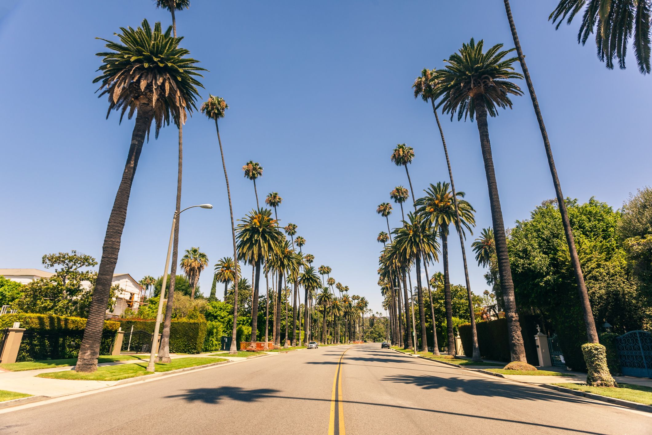 Palm tree-lined street under clear blue sky.